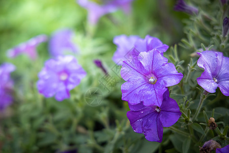 五颜六色的花的背景图片粉色植物宏观植物群花瓣紫色花束生长季节背景图片