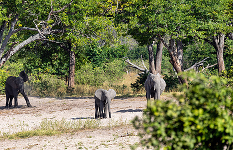 非洲大象 纳米比亚 非洲野生生物婴儿公园游戏野生动物衬套动物獠牙食草小牛荒野图片