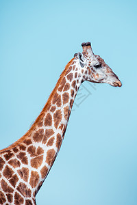 南非长颈鹿萨武提 博茨瓦纳天空蓝色脖子衬套哺乳动物成人公园动物热带食草图片