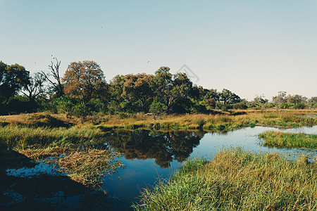 Moremi 游戏保护区景观 博茨瓦纳非洲野外泥沼风景野生动物蓝色场景树木沼泽公园沼泽地苔藓图片