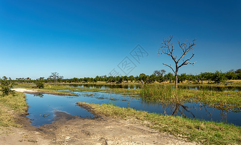 Moremi 游戏保护区景观 博茨瓦纳非洲野外沼泽地树木场景苔藓沼泽地面旅行野生动物泥潭泥沼图片