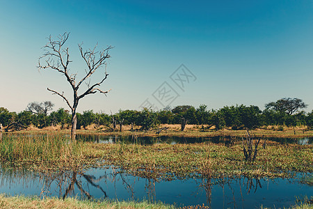 Moremi 游戏保护区景观 博茨瓦纳非洲野外蓝色树木苔藓风景沼泽旅行沼泽地公园泥潭荒野图片