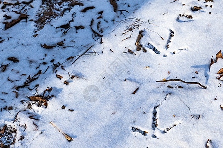 雪中的野生土耳其铁轨图片