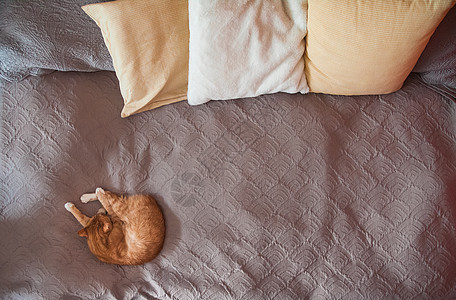 红猫睡在有枕头的大灰沙发床上 上面是复制空间图片