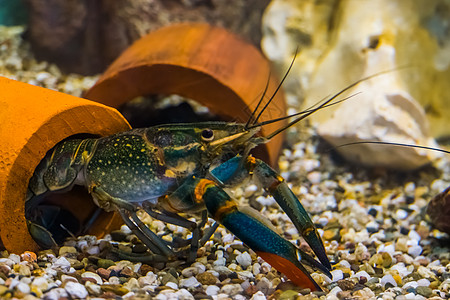 来自澳洲皇后地的 流行水族馆宠物奥斯特拉群岛红爪龙虾图片