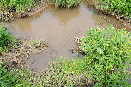 湿地环境绿海龟 泥土水和绿植物的绿海龟沼泽绿色爬虫野生动物图片