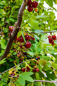 绿葡萄干花园的红花 绿树枝收成健康叶子植物美食团体果园浆果木头衬套背景