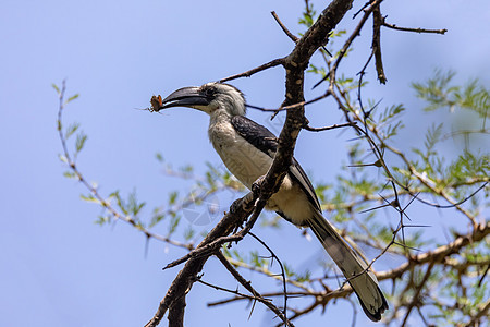 鸟 埃塞俄比亚野生生物蟾科热带公园鸟类男性观鸟大草原荒野野生动物脊椎动物图片