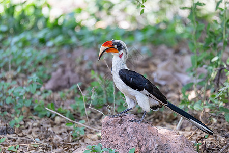 鸟 埃塞俄比亚野生生物多样性野生动物观鸟鸟类国家账单脊椎动物生活蟾科荒野图片
