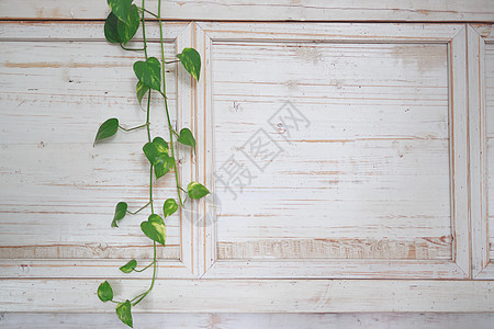 一朵自家种植的绿花在明亮的白色木墙上编织着藤蔓木头边界公园墙纸绿色丛林栅栏环境木材土地图片