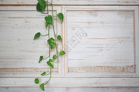 一朵自家种植的绿花在明亮的白色木墙上编织着藤蔓植物栅栏边界木材花园叶子土地公园框架绿色图片