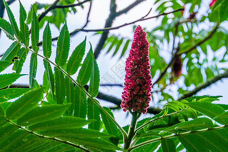 由来自美洲的热带腰果植物种类组成 亚马逊山草和花朵图片