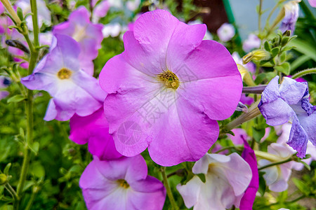 吉隆格兰迪弗鲁姆 雷盖尔基兰姆 优雅的珍妮特 花朵大花植物群中提琴紫色植物花瓣花园双色富豪植物学图片