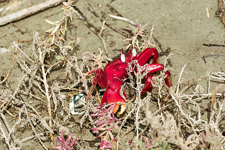圣诞岛红蟹 印度洋圣诞岛和科科斯 基林 群岛特有的短尾陆蟹或红疯蚁贝类物种自然保护区高视角热带粉色海岸线壳类海上生活海星迁徙旅游图片