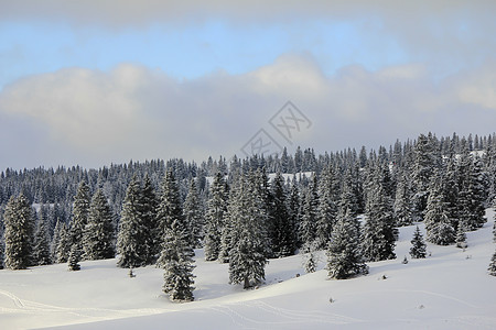 美丽的冬季风景和fir树假期太阳旅行季节白色森林天空蓝色滑雪运动图片