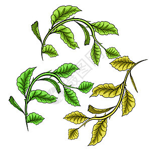 白色背景上有绿叶的树枝 矢量图叶子树叶插图生长植物草本生态艺术绿色图片