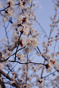 蓝色天空背景模糊的杏花花 Sprind day叶子生活生长白色植物群宏观花瓣花园杏花季节图片