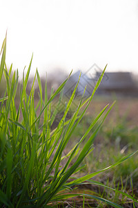 太阳对面的青草 在模糊的背景之下阳光生长生态水仙叶子绿色生活水仙花草地反射背景图片