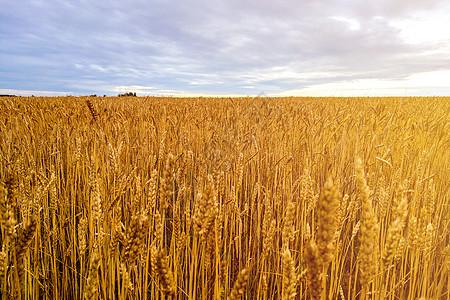 云层下的小麦田 大自然晴天环境植物面包谷物耳朵粮食金子收成草地图片