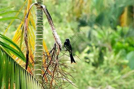 黑干龙是一只亚洲过山鸟 有光滑的黑色羽毛嘴和叉子尾巴 坐在树枝林上徘徊在悬崖上食虫昆虫唱歌气候铁丝网球拍观鸟农田绿色亮片图片