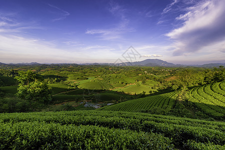 越南Phu Tho的长 Coc绿茶山概览山脉日落风景草地阳光天空爬坡旅游绿色图片