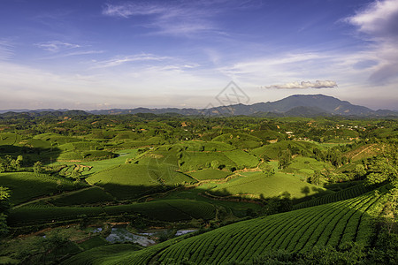 越南Phu Tho的长 Coc绿茶山概览山脉草地日落天空绿色旅游风景阳光爬坡图片