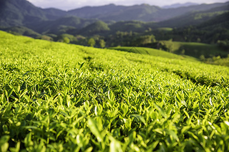 越南Phu Tho的长 Coc绿茶山概览山脉日落绿色天空爬坡旅游草地风景阳光图片