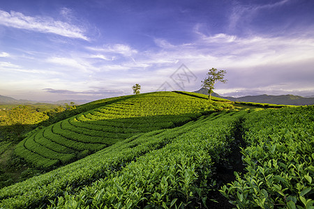 越南Phu Tho的长 Coc绿茶山概览旅游绿色山脉爬坡草地阳光天空风景日落图片