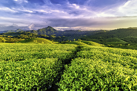越南Phu Tho的长 Coc绿茶山概览旅游日落绿色爬坡草地山脉阳光风景天空图片