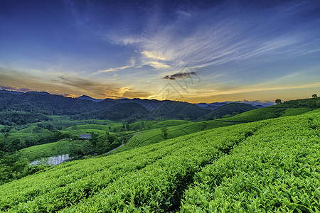 越南Phu Tho的长 Coc绿茶山概览山脉草地绿色风景阳光爬坡日落旅游天空图片