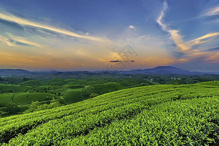 越南Phu Tho的长 Coc绿茶山概览绿色爬坡阳光山脉旅游风景天空日落草地图片