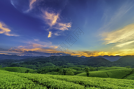 越南Phu Tho的长 Coc绿茶山概览日落天空旅游爬坡风景草地阳光山脉绿色图片