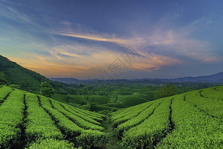 越南Phu Tho的长 Coc绿茶山概览绿色山脉风景草地阳光日落天空旅游爬坡图片