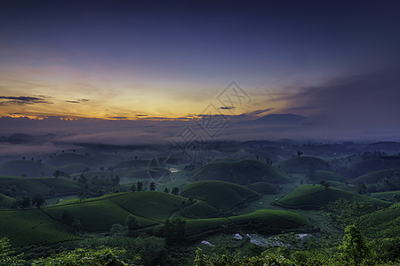 越南Phu Tho的长 Coc绿茶山概览风景草地山脉绿色旅游阳光日落天空爬坡图片