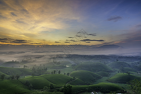 越南Phu Tho的长 Coc绿茶山概览风景绿色草地天空旅游阳光爬坡山脉日落图片