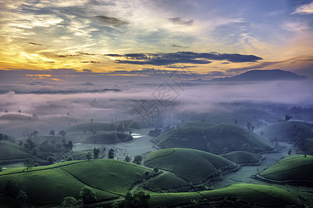 越南Phu Tho的长 Coc绿茶山概览风景旅游绿色草地爬坡日落山脉天空阳光图片