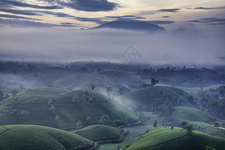 越南Phu Tho的长 Coc绿茶山概览绿色风景山脉旅游阳光爬坡日落天空草地图片