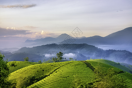 越南Phu Tho的长 Coc绿茶山概览山脉天空阳光绿色旅游风景日落爬坡草地图片