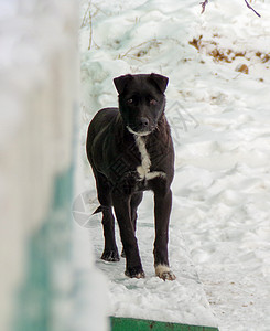 黑狗的肖像雪花小狗猎犬跑步力量季节动物朋友宠物毛皮图片