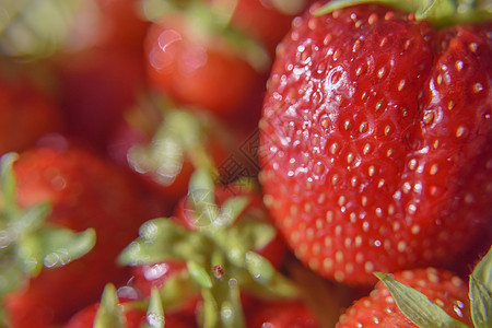 新鲜成熟的草莓 仔细看看果冻树枝图片