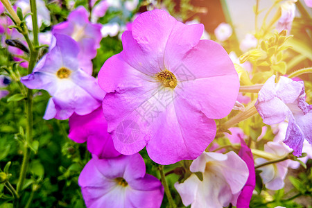 吉隆格兰迪弗鲁姆 雷盖尔基兰姆 优雅的珍妮特 花朵双色葵花宏观植物群鹳鸟富豪叶子花园大花园艺图片