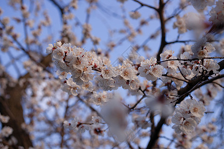 蓝色天空背景模糊的杏花花 Sprind day生活叶子水仙花植物群花园生长植物学季节宏观花瓣图片