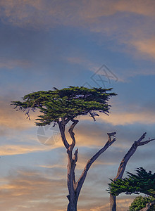下午的 Cypress 树图片