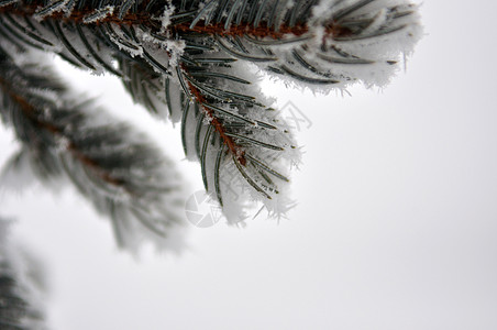 在蒙格涅弗站散步 被寒冷的雪带去村庄滑雪小木屋跑步荒野红色首脑白色植物图片