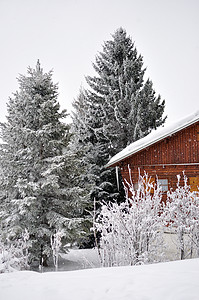 在蒙格涅弗站散步 被寒冷的雪带去村庄植物首脑荒野滑雪跑步红色小木屋白色图片