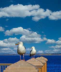 2 个 Gulls 守护监视器图片