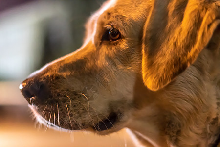 一个完整的框架肖像拍摄 橙色的流浪狗-一只尼图片