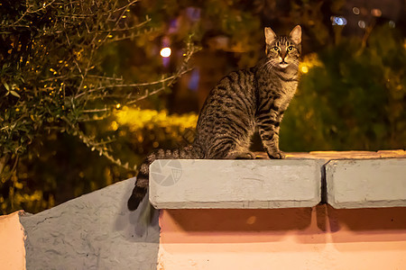 一只高贵的流浪猫坐在墙上 这夜拍摄拍到了图片