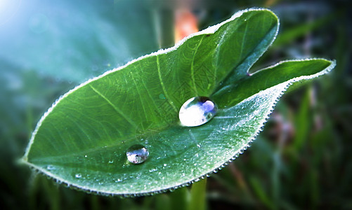 雨水叶子漏洞脆弱性高清图片