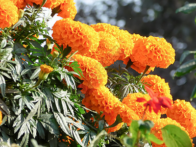 在植物园中盛开的一束Marigold花朵(Tagetes常年草原植物在向日葵家族Asteraceae) 特写 自然背景图片